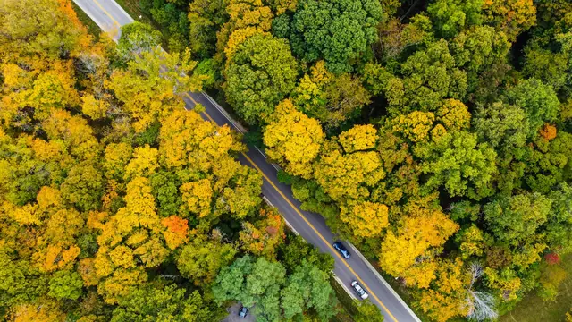 Aerial view of a road running through autumn trees in Indiana.