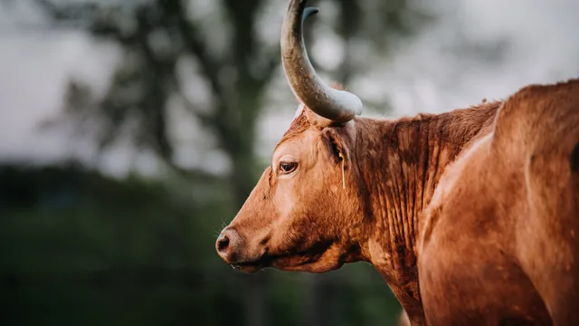 Close-up of a longhorn steer with a large curved horn in Texas.